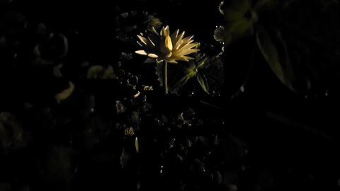 This Flower Opens At Night, Then Closes During The Day #backyardpond