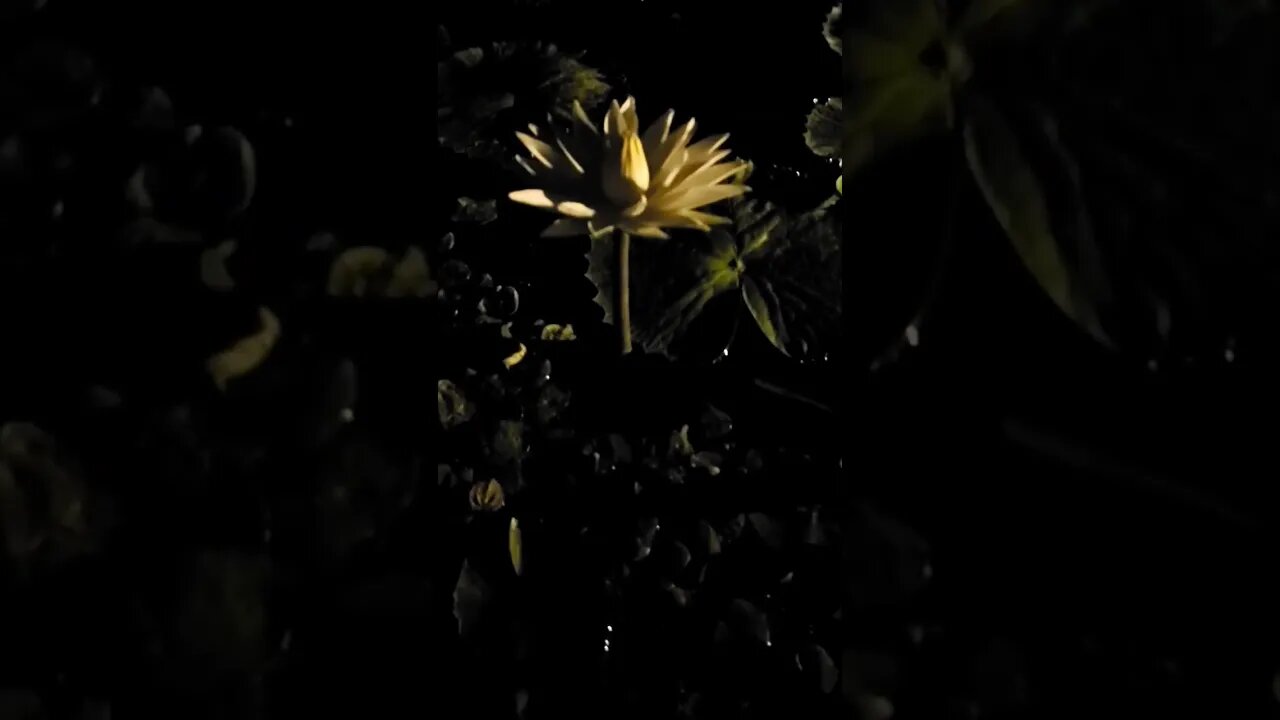 This Flower Opens At Night, Then Closes During The Day #backyardpond