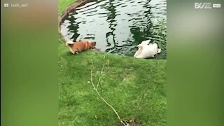 Ce corgi et cette oie ne peuvent pas s'encadrer