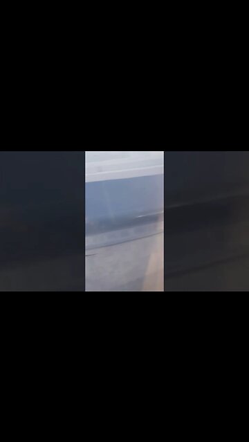 Look at these nerds 🦎🦎 #shorts #animals