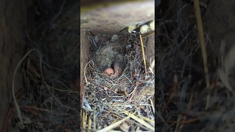 chicks in my engine crane