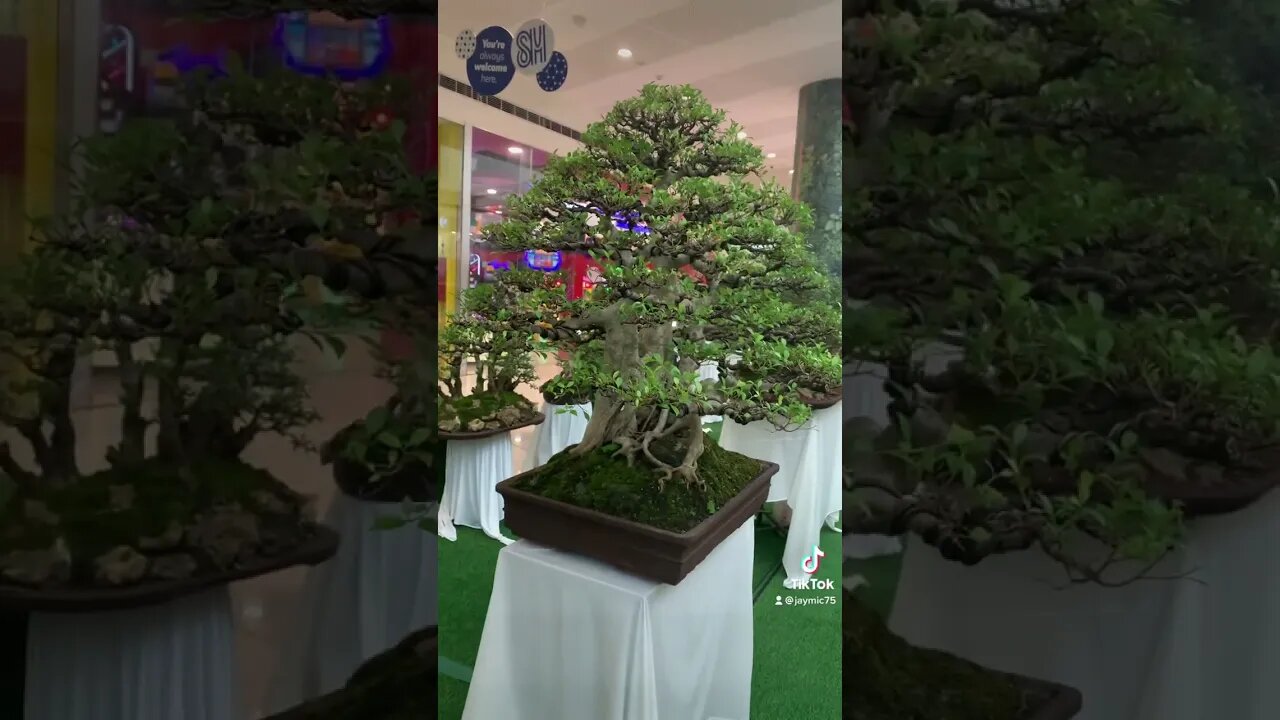 Bonsai Exhibit