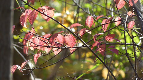 AUTUMN
