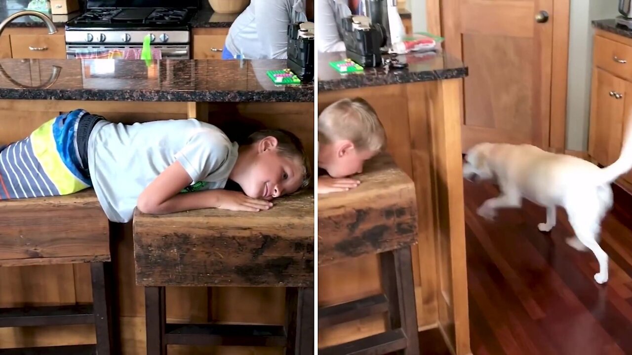 The dog is looking for the baby, the baby is hidden under the table