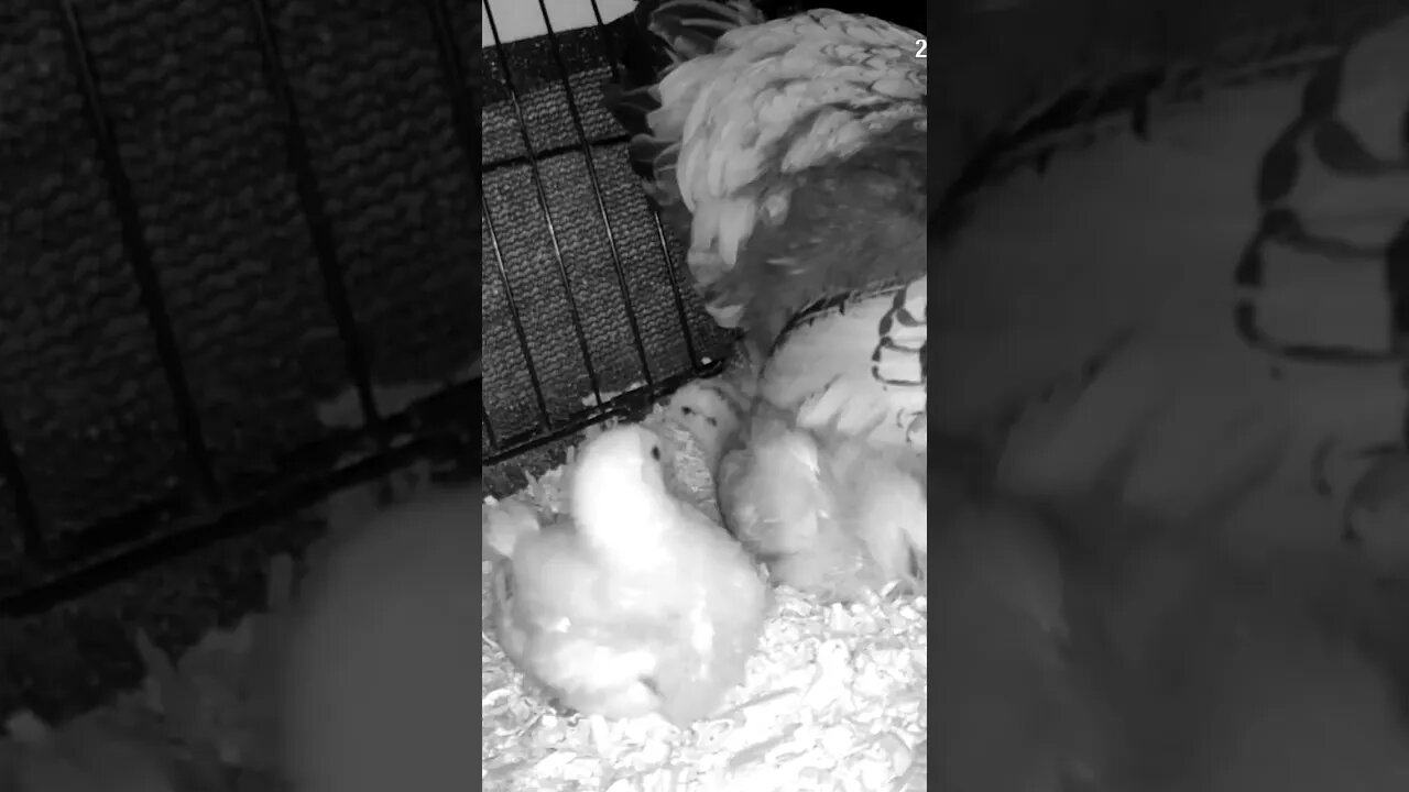 Watching abandoned chicks with new hen and her chicks