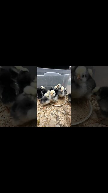 Stupid Cute Polish Chicks!