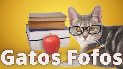 Gatos Espertos (Smart Cat)