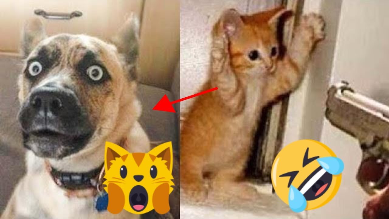 😂 Funny and Cute Pets 🐱🐶 Compilation | V 03 | Every Pet's