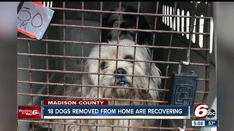 18 dogs removed from animal hoarding situation recovering