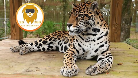 BIG Jaguar 3D 180VR