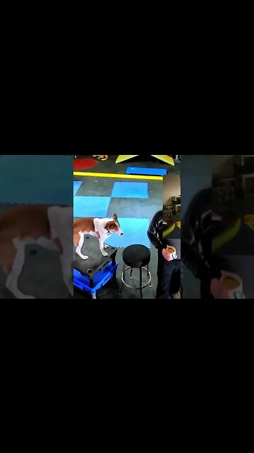 🥏🐶⛩️DiscDog Dojo | Play+ - Layering Behaviors for Epic Behavior & Duration - Stream Excerpt 🥋👊💥