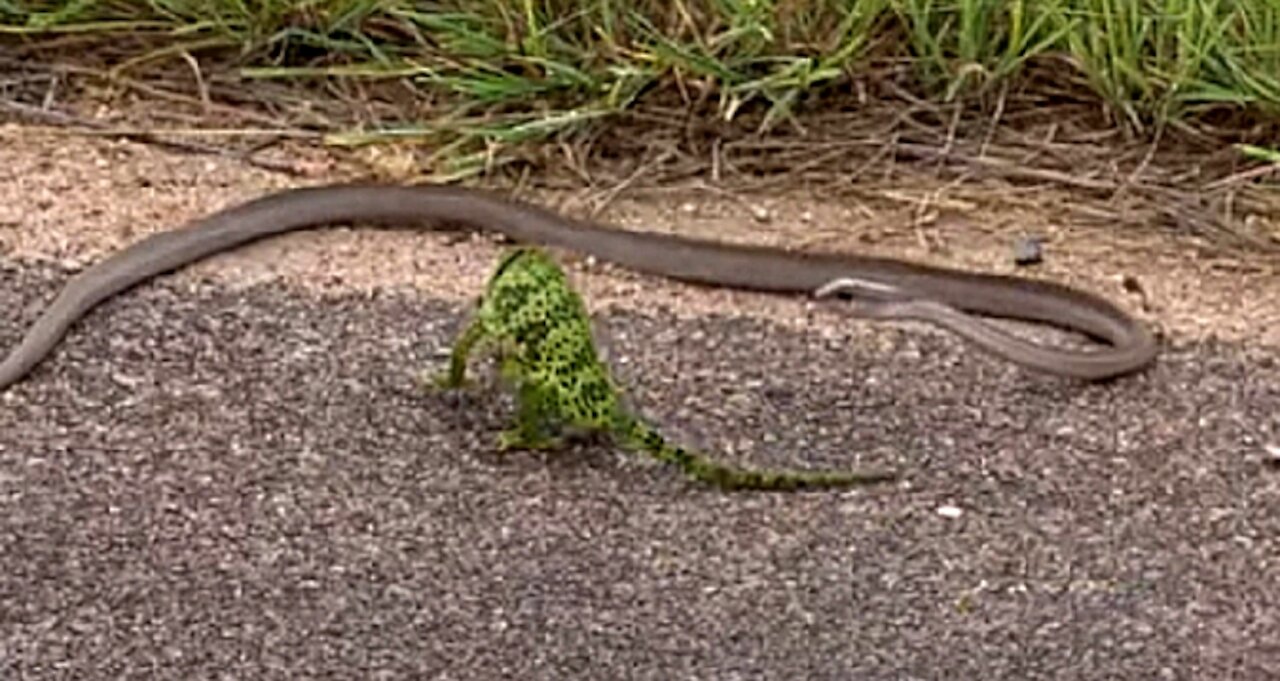 Incredible! DANGEROUS SNAKE VS CHAMELEON - surprising ending!!