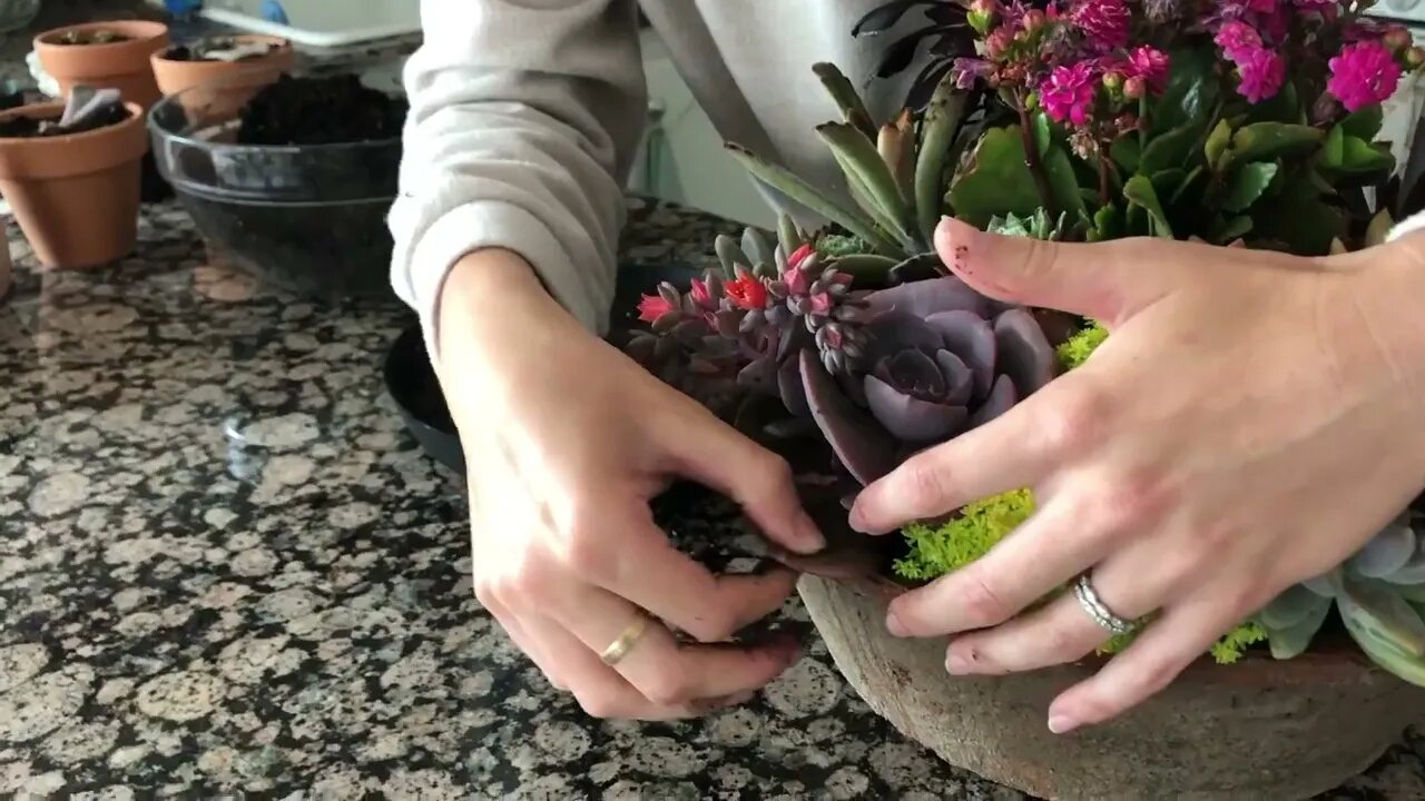 How to Propagate Succulents from Leaves