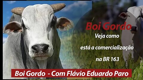 Boi gordo no Pará. Veja como está a comercialização na BR 163