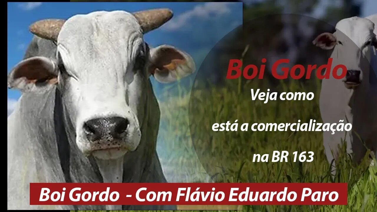 Boi gordo no Pará. Veja como está a comercialização na BR 163