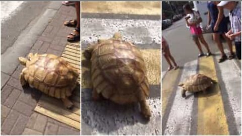 Questa tartaruga è un pedone esemplare