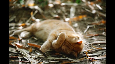 Little Kitty Cat Funny Videos Compilation