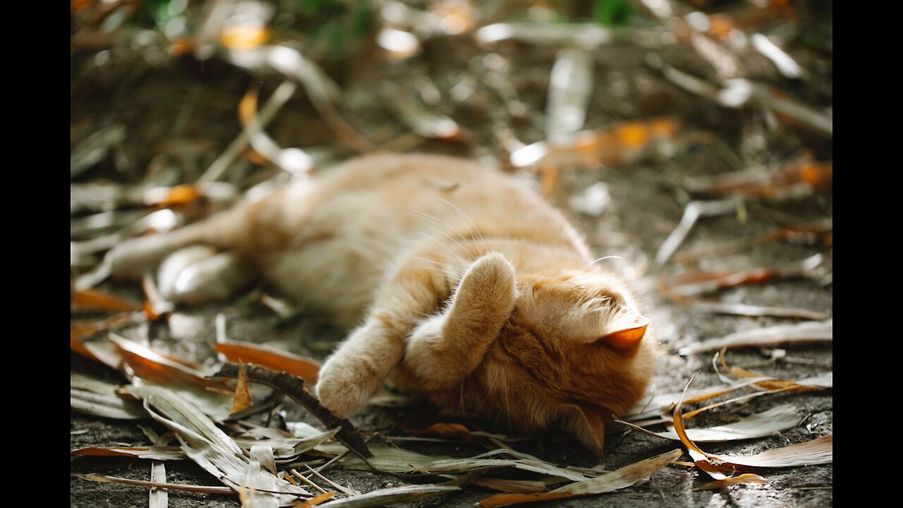 Little Kitty Cat Funny Videos Compilation