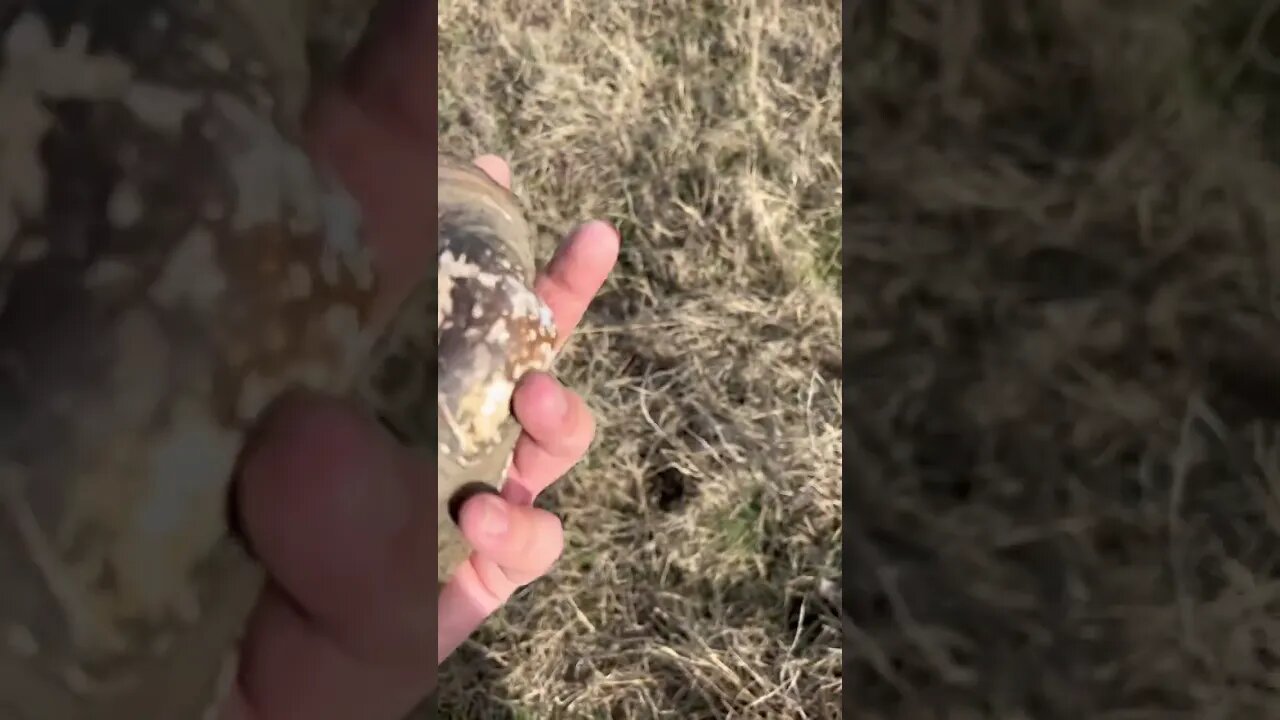 World’s Largest Clam