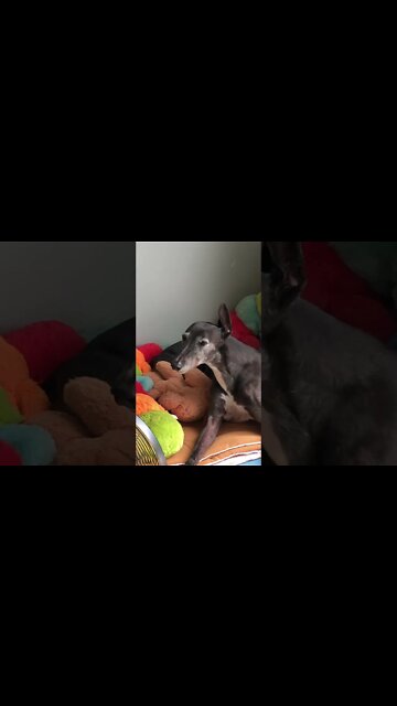 Greyhound relaxes to human voice