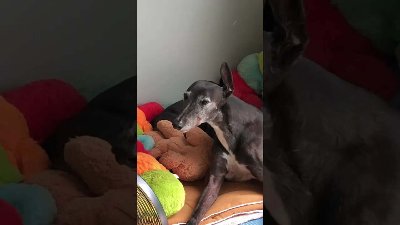 Greyhound relaxes to human voice