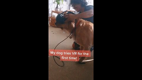 My dog tries VR for the first time!