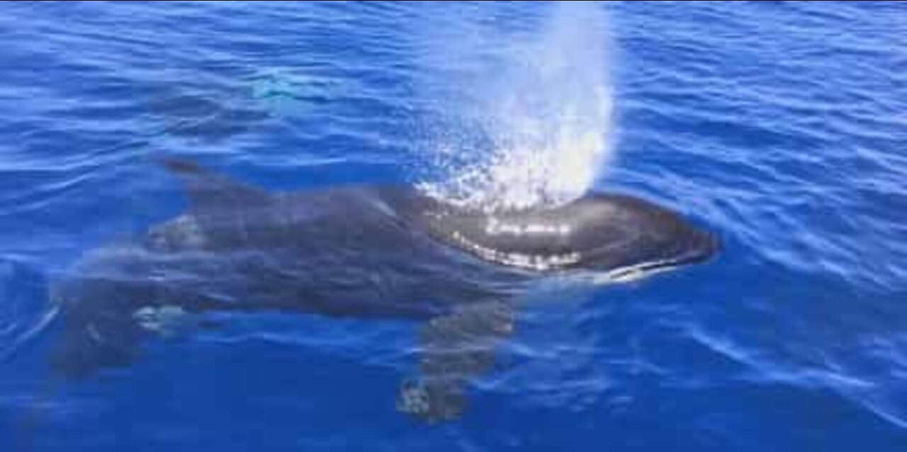 Orcas play with a rare ocean sunfish