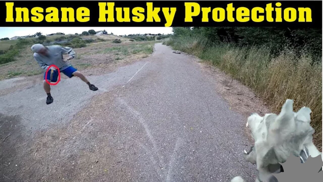 *Warning* Siberian Husky Protecting Owner Caught On Video | Dog Loyalty video