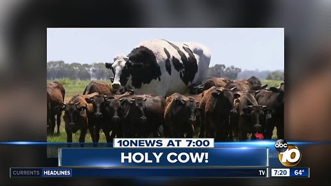 Massive cow towers over the herd?