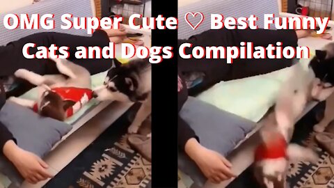 OMG Super Cute The Best Funny Cats and Dogs Compilation