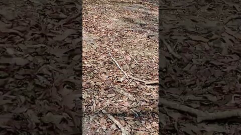 So why did the Yucatan never develop much top soil with so many leaves?