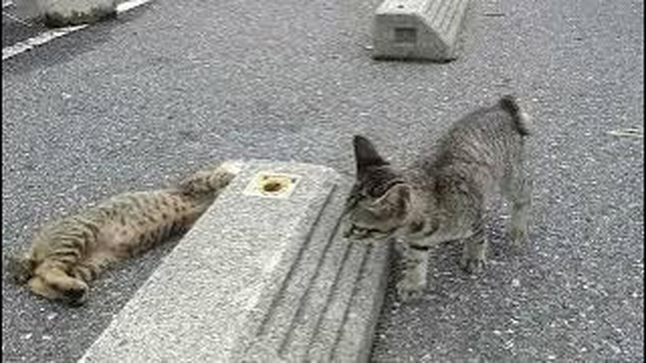 Kittens playing hiding behind a wheel stopper, after this they are caught and punished for eye drops