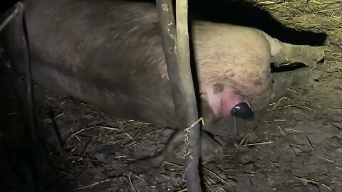 Live Pig Farrowing