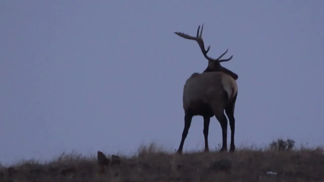 1 Hour of Winter Range Bull Elk 2022