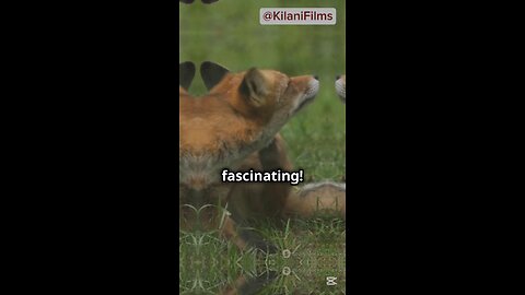 Amazing Facts About Foxes! #shorts #fox #foxes #animals