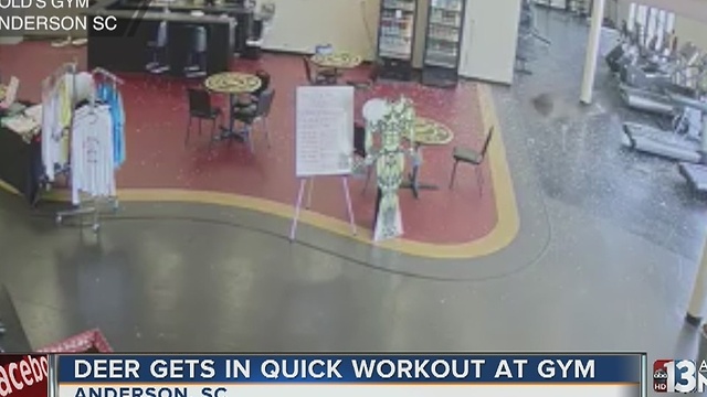 Deer takes lap around South Carolina gym