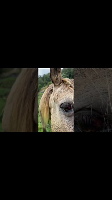 Arthur the Rescue Horse 🐴 Wants the Dog Treats! 🦴