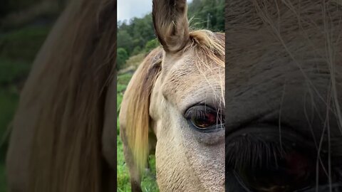 Arthur the Rescue Horse 🐴 Wants the Dog Treats! 🦴