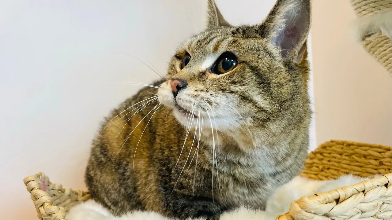 Bathing The Perfect Cat