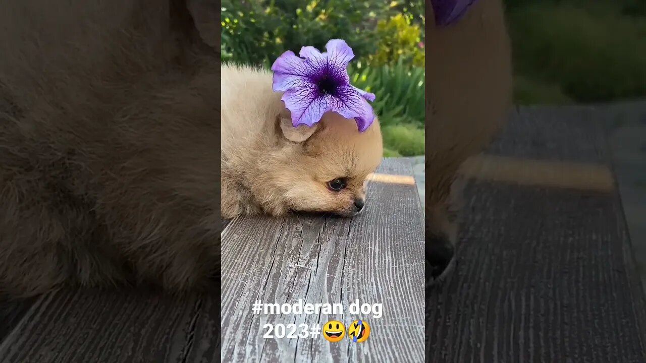#moderan dog 2023#😃🤣