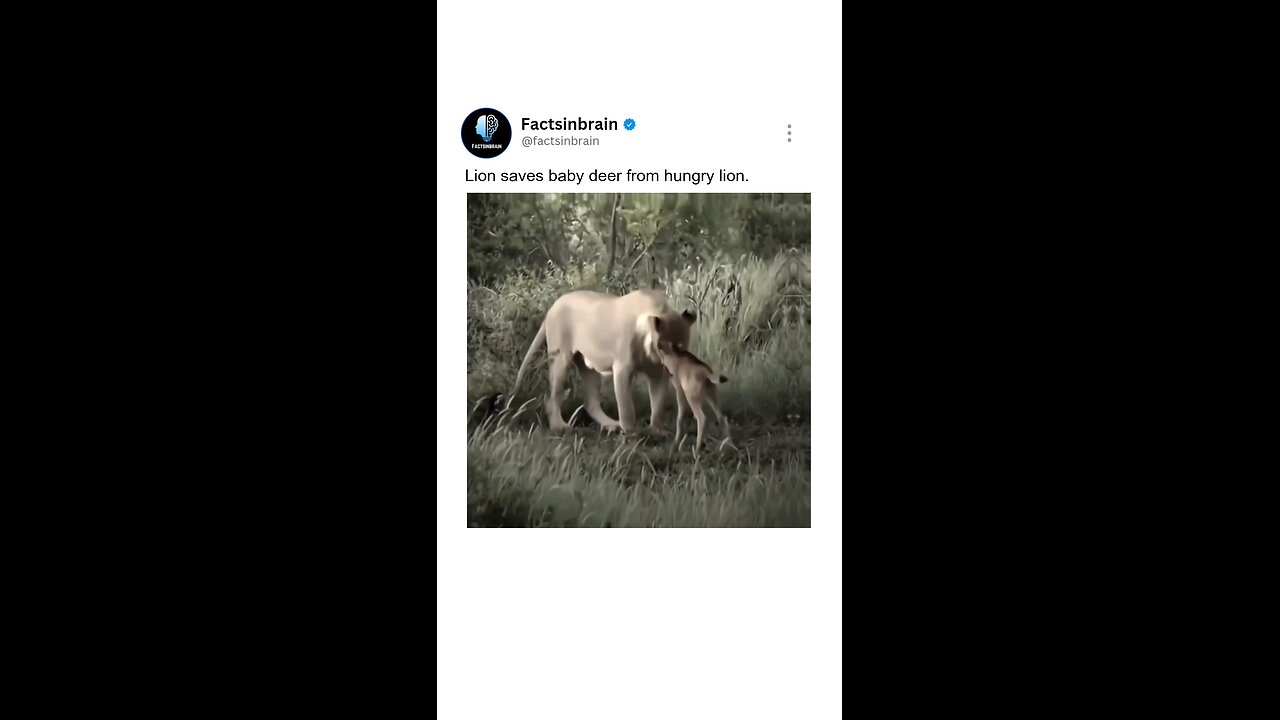 Lion saves baby deer from hungry lion.