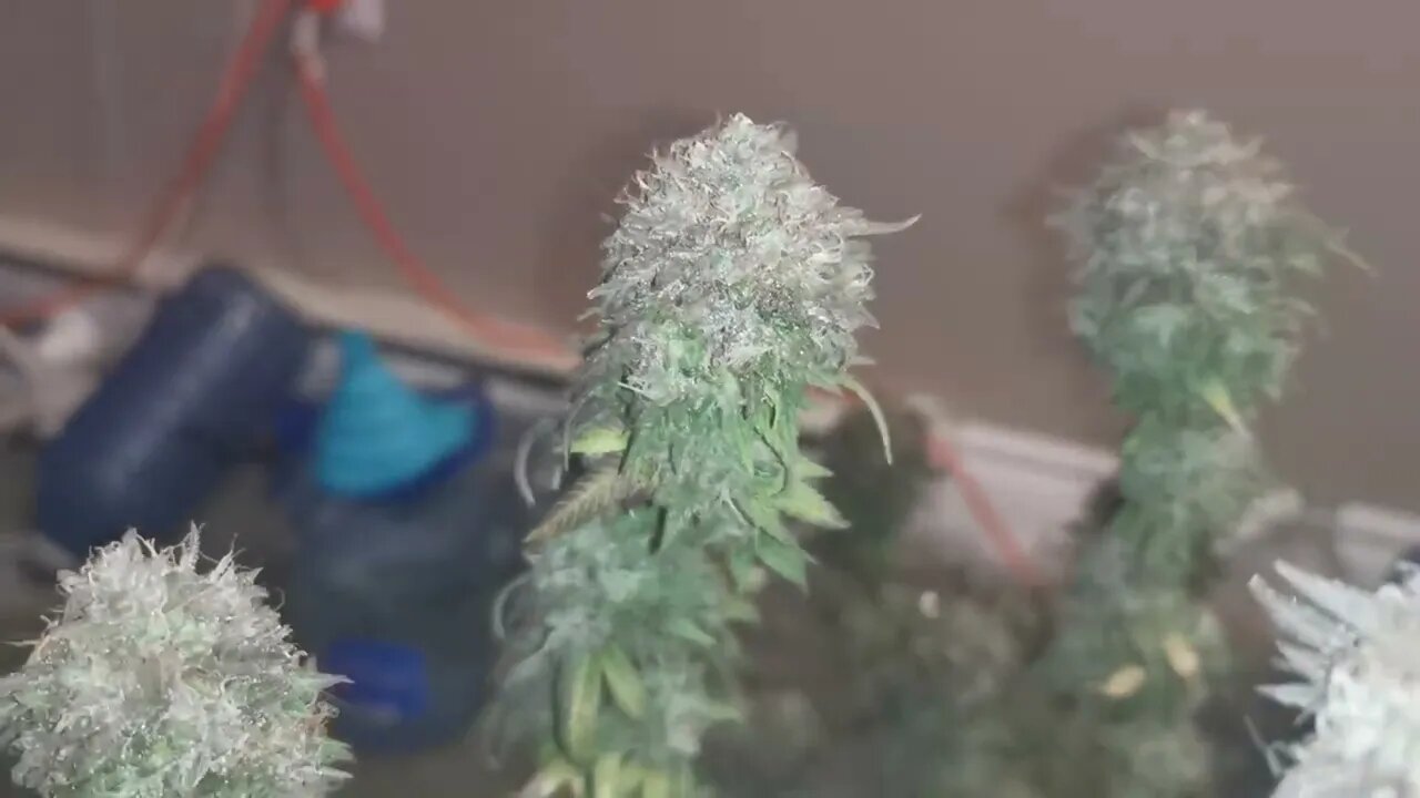 OG Kush Harvest. Week 9 Day 4.#InTheTent