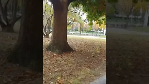 10/31/22 Nancy Drew-Video 1(10:30am)-WH Area Quiet on Halloween-Under the Weather