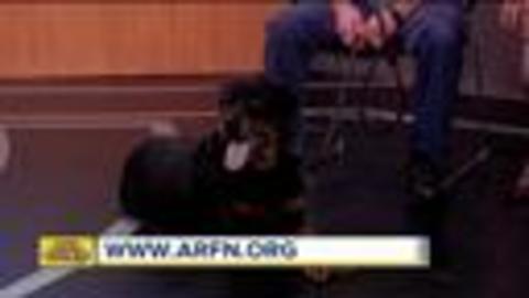 Feb. 25 Rescues in Action: Expand your family with Max