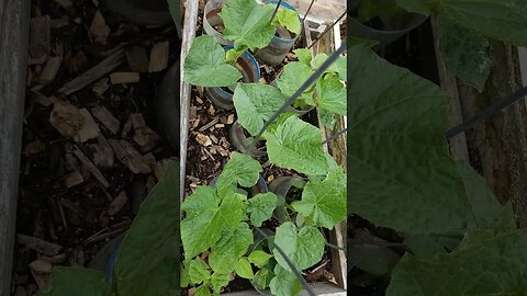 Bush vs Vine cucumber, which is better,