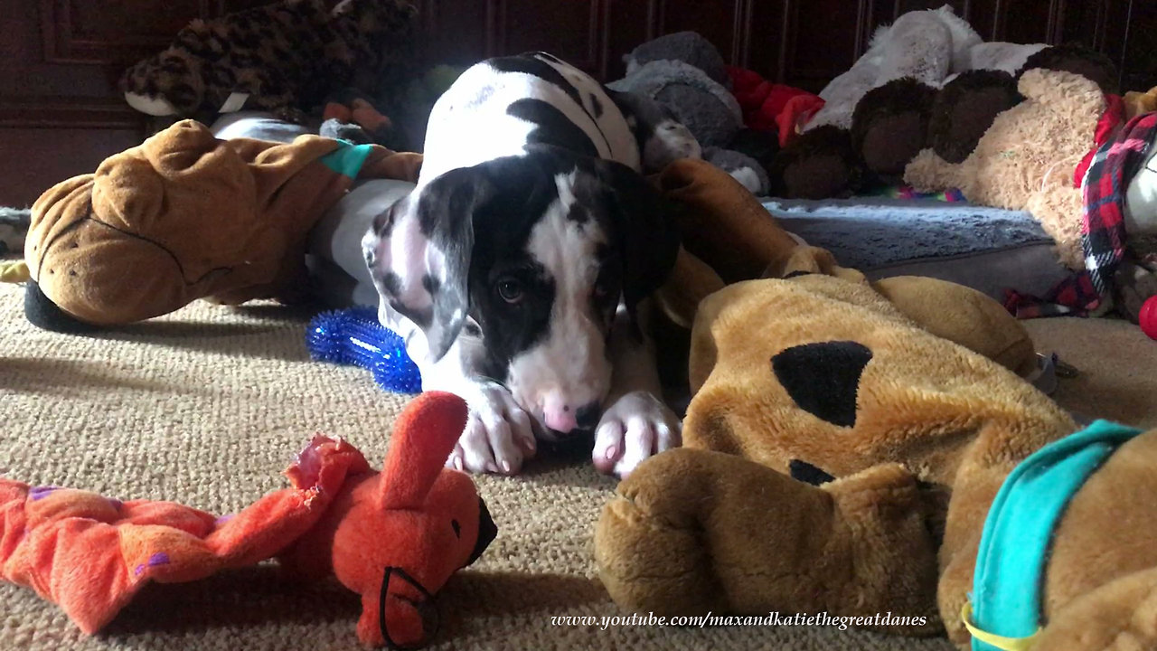 Great Dane puppy looks like E.T. in his toy box