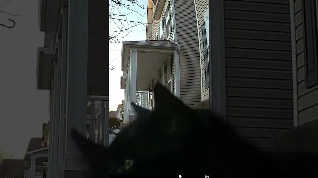 Black Cat Is Meowing For Some Reason #Shorts 😺