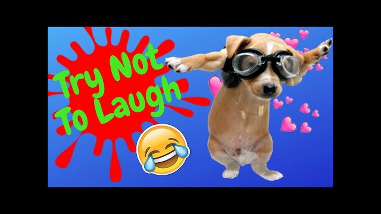 Funniest Dogs and Cats Videos 🐱🐶 - Best Funny Animal Videos 2023 😅