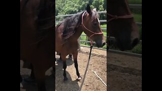 Brumby getting her back feet trimmed for the first time.