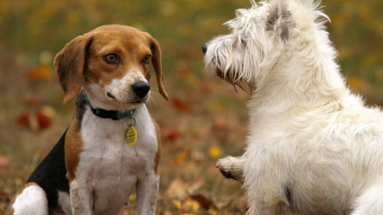 Top 10 Worst Guard Dog Breeds in the World